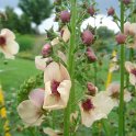 Verbascum x 'Southern Charm'